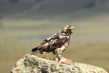 aguila imperial con presa sobre una roca