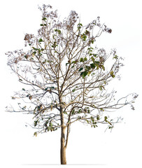 Obraz na płótnie Canvas Teak tree isolated on white background