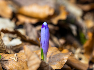 Beautiful crocus flower in the forest