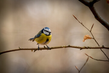 Blaumeise
