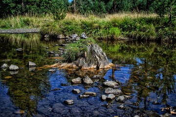 Peaceful forest stream in the woods