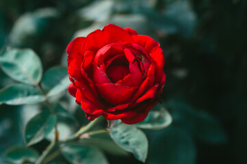 Red Rose on pastel deep green leaves background. Top down shot. Nature backgrounds. Love valentine day holiday theme.