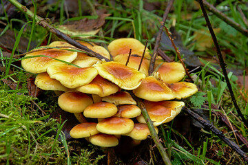 Cluster of jack-o`lantern mushrooms on the forest floor