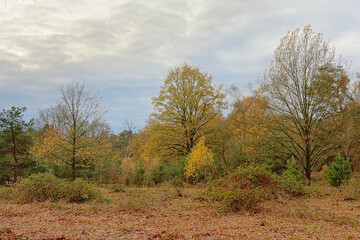 Autumn trees in a field in a field in the flemish countryside