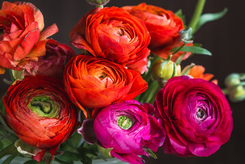 Fototapeta na wymiar Colorful flowers background bunch of beautiful ranunculus flowers in colors fuchsia, magenta, red and purple.
