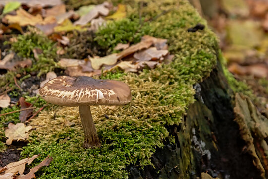 Deadly dapperling mushroom growing on a tree trunk - Lepiota brunneoincarnata
