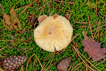 Shiny white russula mushroom on the forest floor