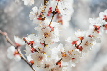 Beautiful apricot flowers landscape. Floral spring abstract background of nature. Branches of blossoming tree with soft focus. Easter and spring greeting cards. Springtime