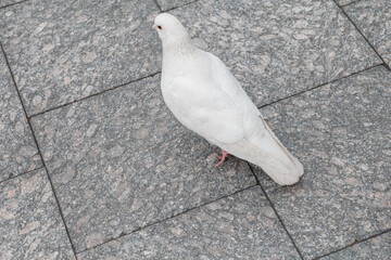 white dove on the road from the old stone. White dove. Symbol of freedom.