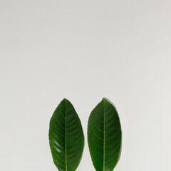 Bunny rabbit ears made of natural green leaves on bright background. Easter minimal concept. Flat lay.