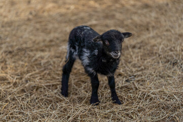 tiny newborn black lamb
