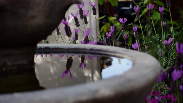 Spanish lavender reflecting off a birdbath 