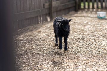 tiny newborn black lamb