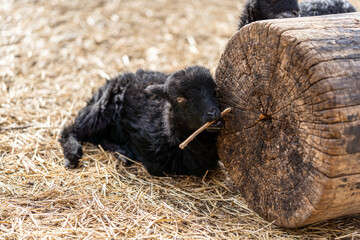 newborn black lamb on the farm, ouessant - one of the smallest breeds of sheep in the world,...