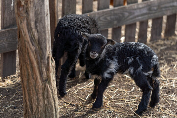 tiny newborn black lamb