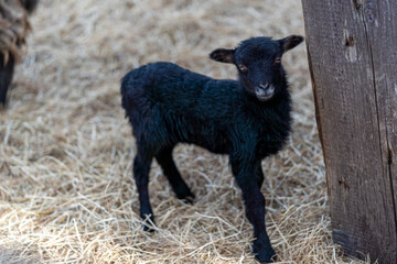 newborn black lamb on the farm, ouessant - one of the smallest breeds of sheep in the world,...