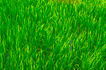 Green paddy harvest rice field agriculture food farm industry background