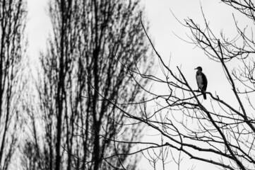 Cormorant perched in a tree at winter sunset