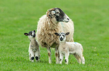 Swaledale ewe with her two young Swaledale mule lambs in early Springtime.  One lamb looking up adoringly at his mum.   Yorkshire Dales, UK. Close up.   Clean background. Horizontal.  Space for copy.
