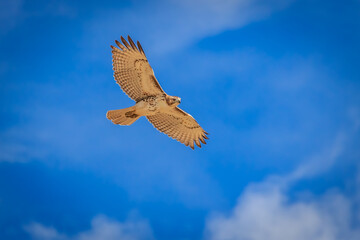 Red-tailed Hawk (Buteo jamaicensis) in flight