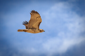 Red-tailed Hawk (Buteo jamaicensis) in flight