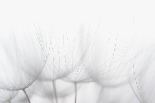 Dandelion silhouette fluffy flower on white background. Seed macro closeup. Soft defocused photo. Goodbye Summer. Hope and dreaming concept. Fragility. Springtime. Freedom to Wish.