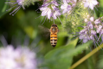 Honey bee flies to a phacelia blossom