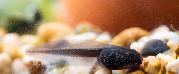 Tadpol resting on gravel underwater