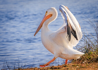 American White Pelican (Pelecanus erythrorhynchos) at Lake Hefner in Oklahoma city, OK