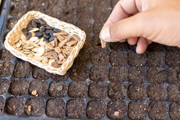 Planting vegetable seeds in a seed tray
