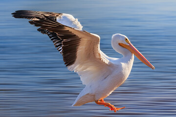 Fototapeta na wymiar American White Pelican (Pelecanus erythrorhynchos) at Lake Hefner in Oklahoma city, OK