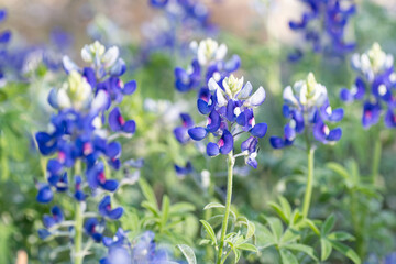 The bluebonnet is the state flower of Texas.
