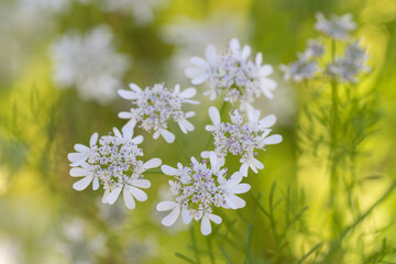 When cilantro (coriander) bolts, it produces beautiful white blooms that are loved by insects.