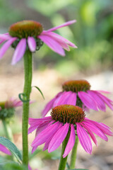 Obraz premium Echinacea purpurea, or purple coneflower, is an easy-care perennial.