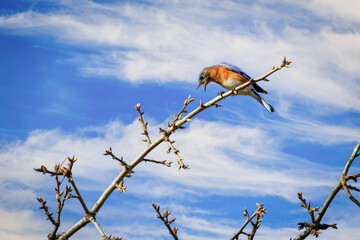 Eastern Bluebird (Sialia sialis) in a tree in Mitch Prk, Edmond, OK