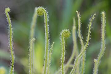 The sticky stems of carnivorous Tracy's sundew unfurl like a fern.