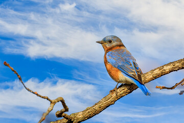 Eastern Bluebird (Sialia sialis) in a tree in Mitch Prk, Edmond, OK