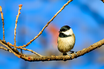 Carolina Chickadee (Poecile carolinensis) perched in a tree in Edmond, OK