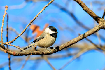 Carolina Chickadee (Poecile carolinensis) perched in a tree in Edmond, OK