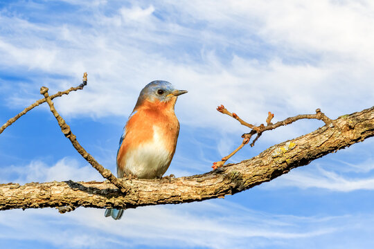 Eastern Bluebird (Sialia sialis) in a tree in Mitch Prk, Edmond, OK