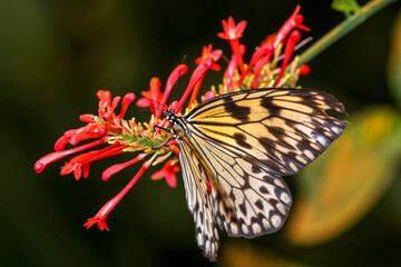 Obraz na płótnie Canvas Butterfly on flower - Idea leuconoe