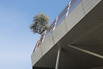 Olivenbaum auf moderner Terrasse