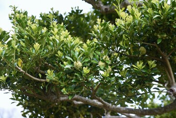 Ilex integra flowers. Dioecious Aquifoliaceae evergreen tree. Flowering season is from April to May.