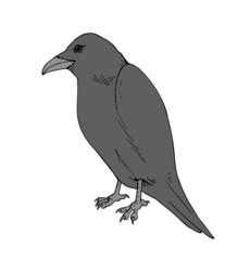 Crow illustration design