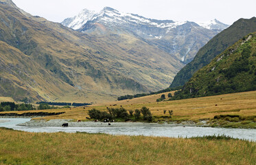 Fototapeta na wymiar Cow on Matukituki River - New Zealand
