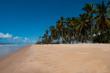 trees on the beach