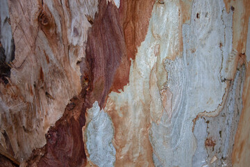 close-up of Eucalyptus (Eucalyptus globulus) tree trunk