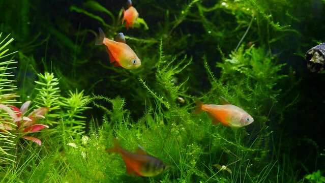 dwarf tetra fish shoal in dutch planted ryoboku aquascape, lush underwater vegetation iwagumi style nature aquarium, fast moving blurred fish, inspiration concept, professional aquarium care