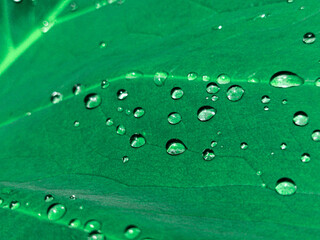 green leaf with water drops