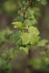 A currant branch with young leaves on a blurred green background of the garden. High quality photo